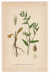 1926 Field Gromwell, Corn Gromwell (Lithospermum arvense) Lindman antique botanical print, plate 084