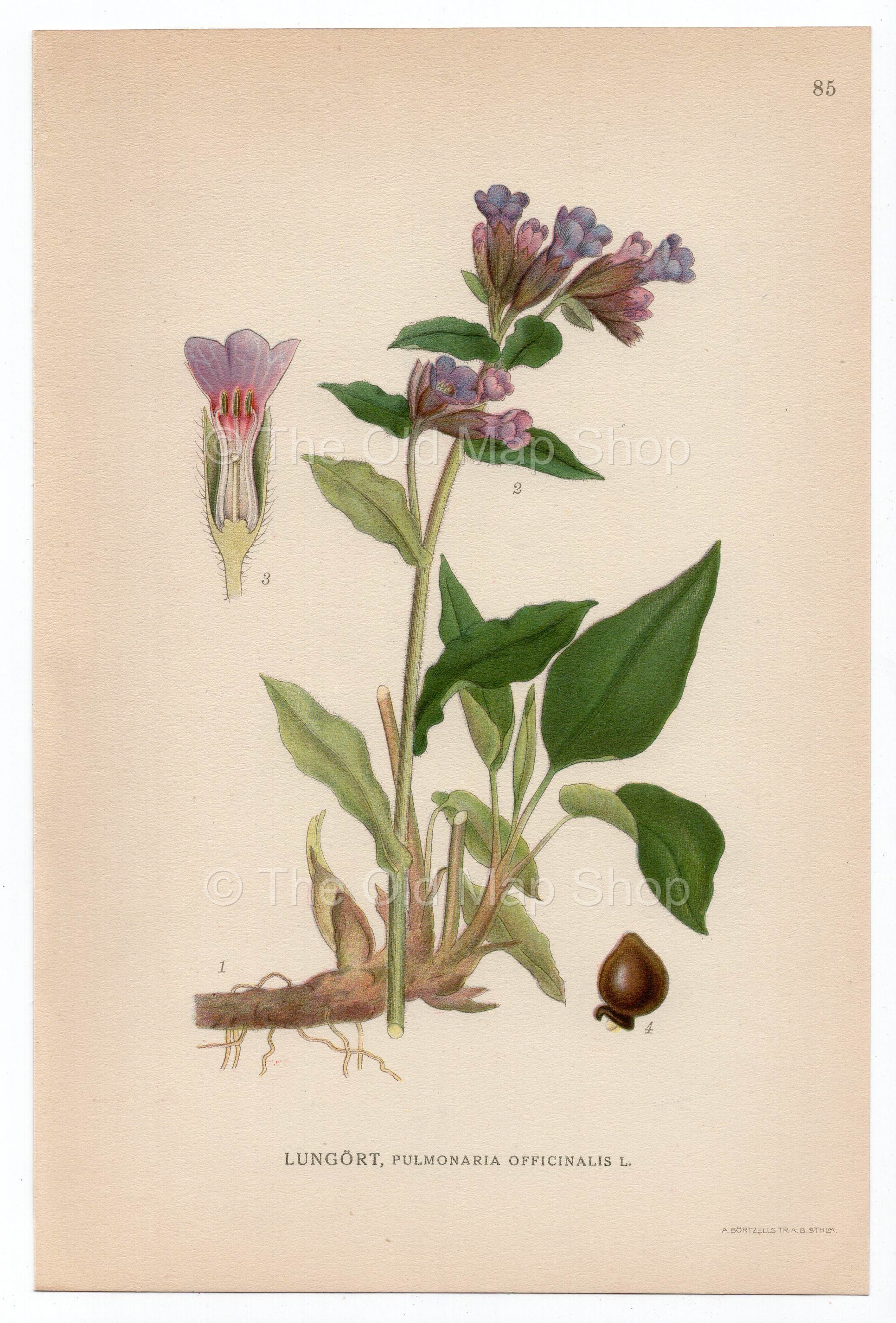 1926 Lungwort, Mary's Tears (Pulmonaria officinalis) Lindman antique botanical print, plate 085