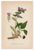 1926 Lungwort, Mary's Tears (Pulmonaria officinalis) Lindman antique botanical print, plate 085