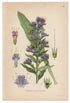 1926 Viper's Bugloss, Blueweed (Echium vulgare) Lindman antique botanical print, plate 087