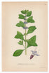 1926 Corn Mint, Field Mint, Wild Mint (Mentha Arvensis) Lindman antique botanical print, plate 088