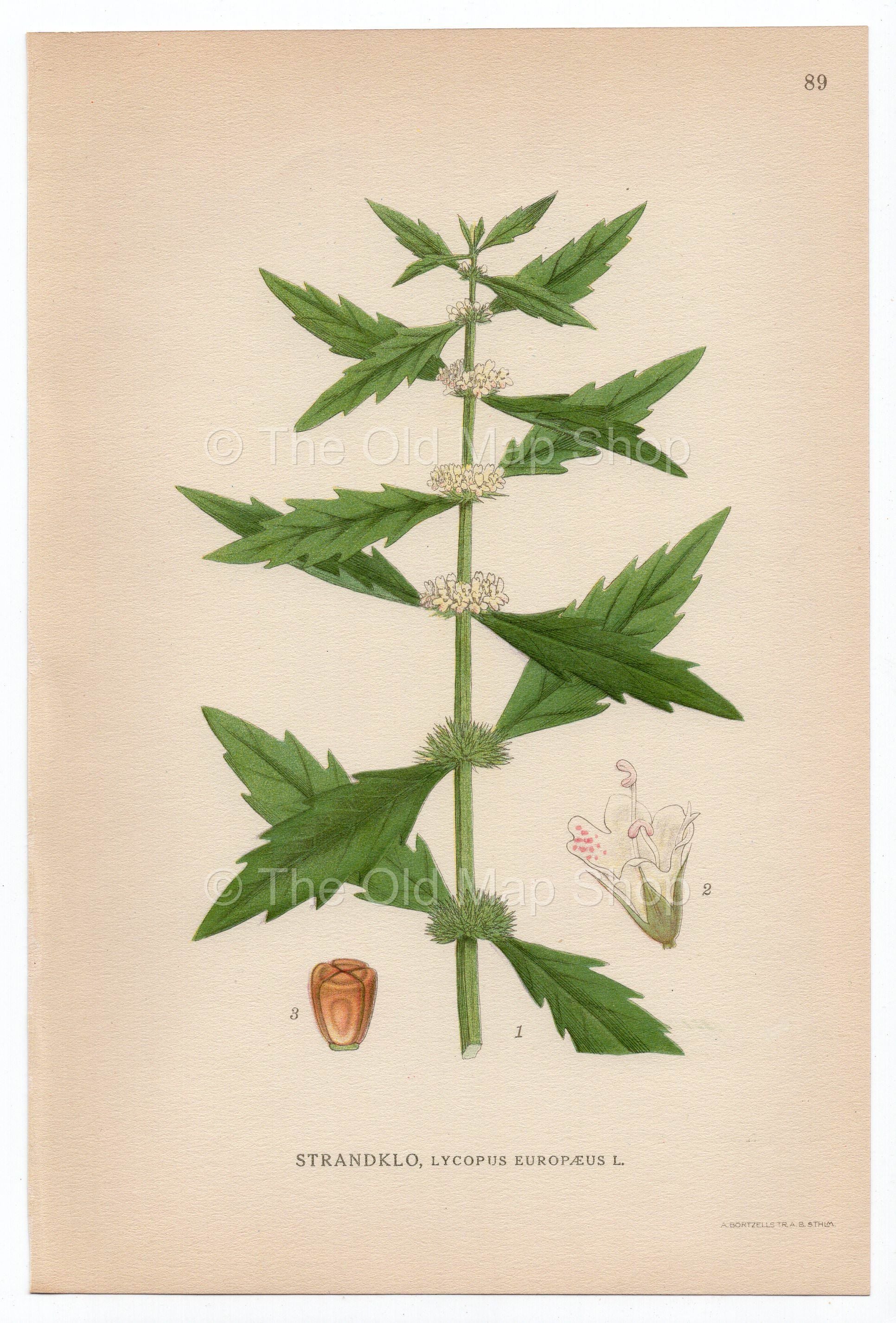 1926 Gypsywort, Gipsywort, Bugleweed (Lycopus europaeus) Lindman antique botanical print, plate 089