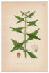 1926 Gypsywort, Gipsywort, Bugleweed (Lycopus europaeus) Lindman antique botanical print, plate 089