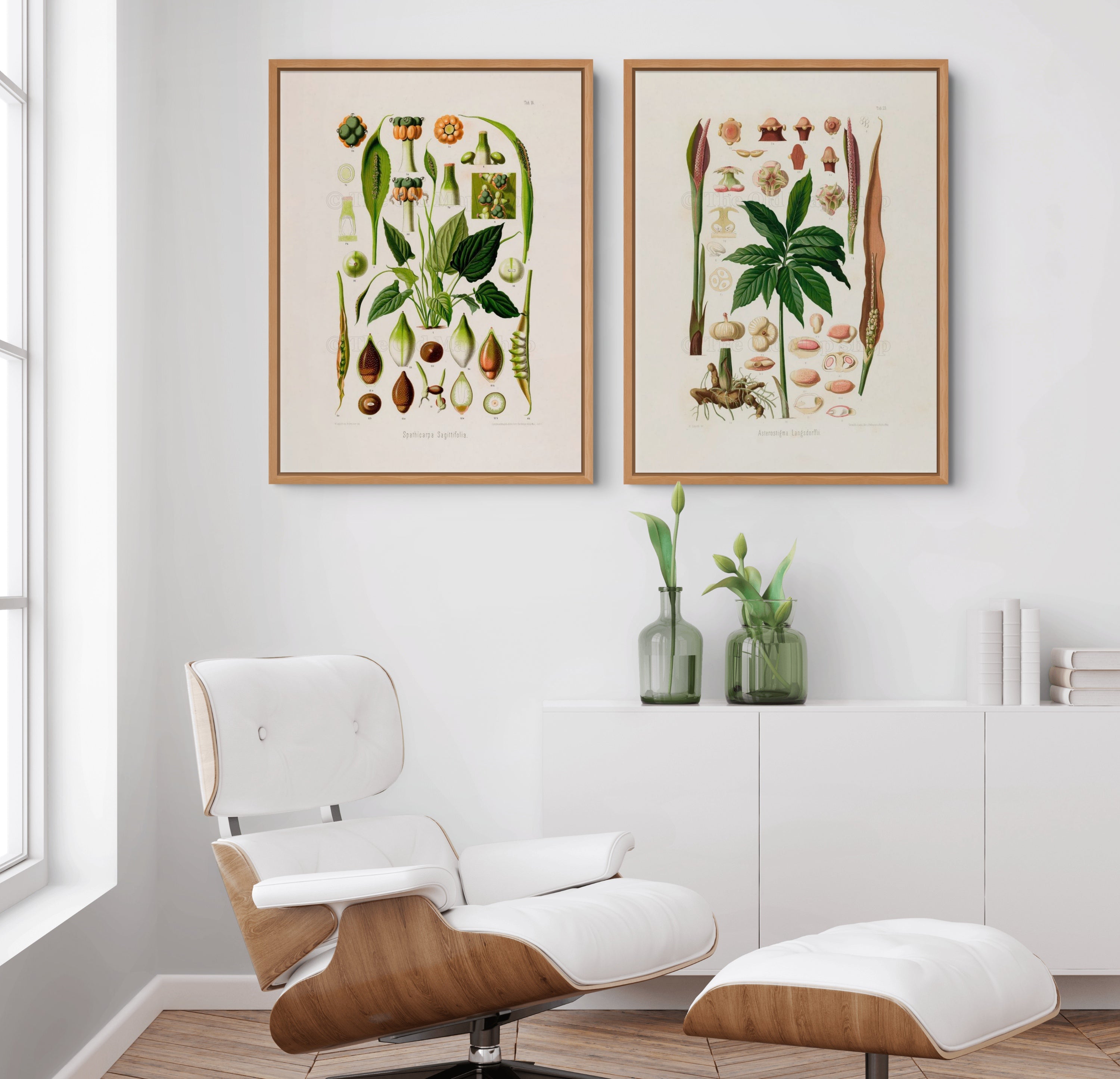 Two framed antique botanical prints from Heinrich Wilhelm Schott's 1879 Aroideae Maximilianae collection displayed above a white and timber lounge chair with matching footstool in a bright, contemporary reading nook.
