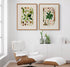 Two framed antique botanical prints from Heinrich Wilhelm Schott's 1879 Aroideae Maximilianae collection displayed above a white and timber lounge chair with matching footstool in a bright, contemporary reading nook.
