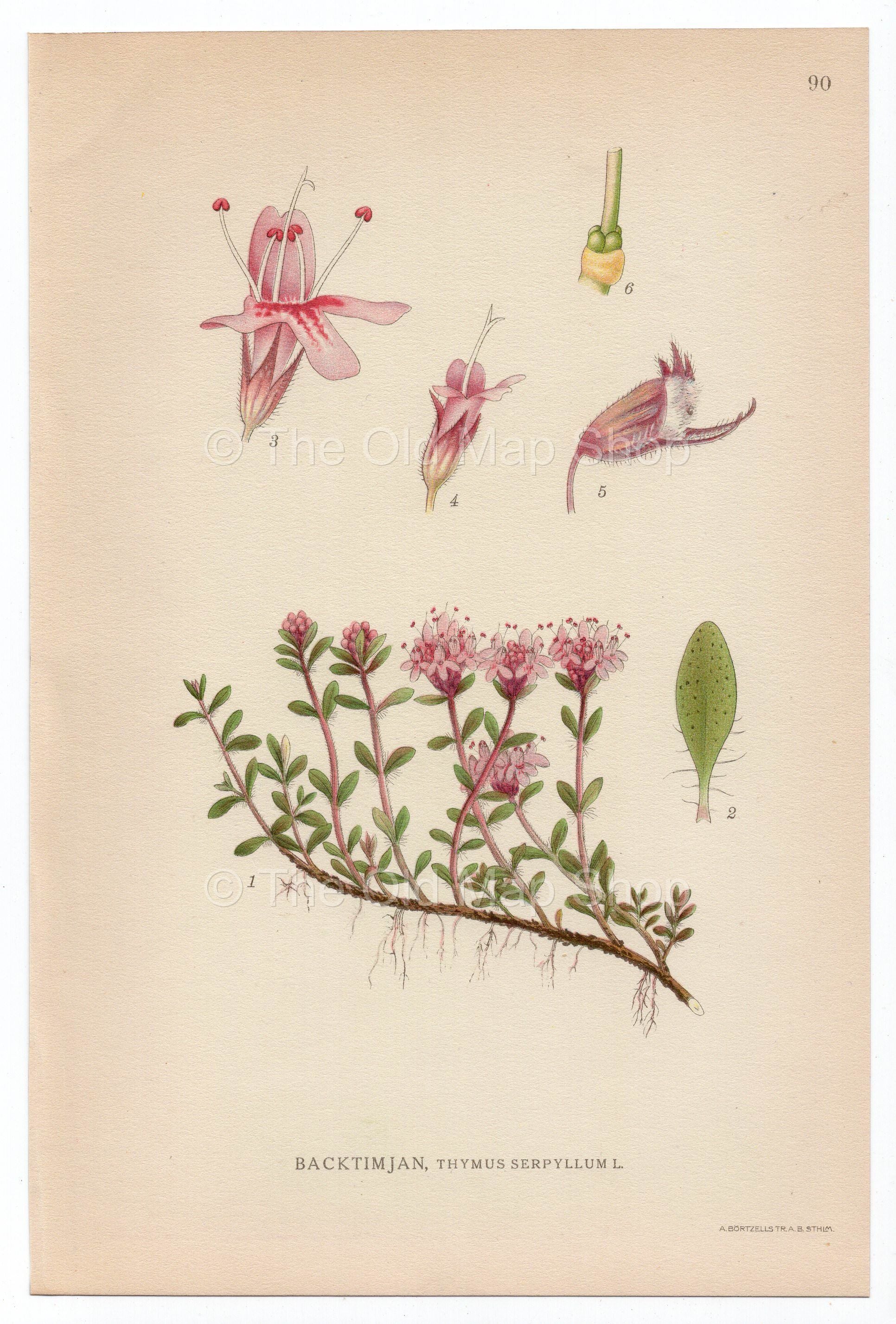1926 Wild Thyme, Breckland Thyme (Thymus serpyllum) Lindman antique botanical print, plate 090