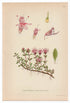 1926 Wild Thyme, Breckland Thyme (Thymus serpyllum) Lindman antique botanical print, plate 090