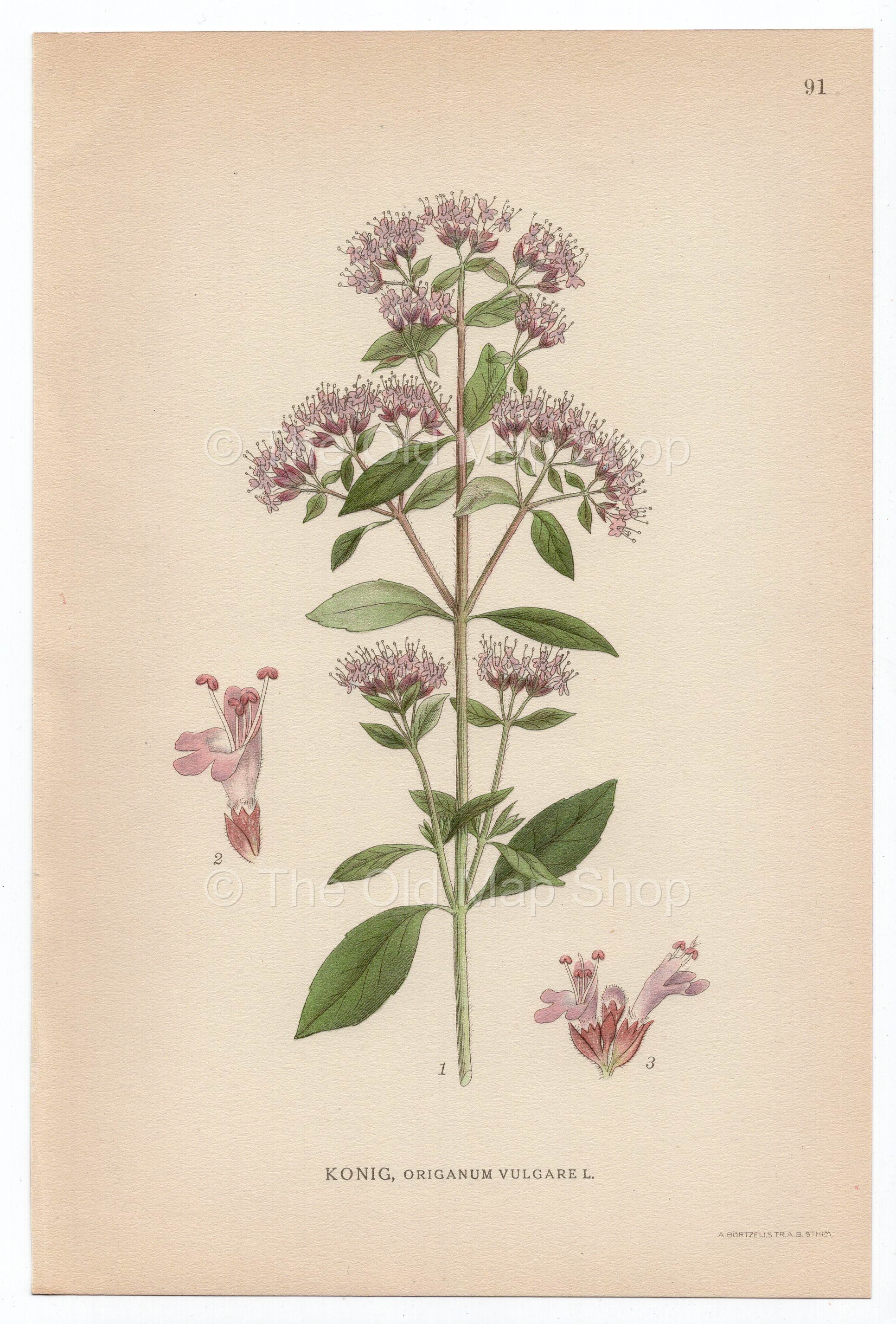 1926 Oregano, Wild Marjoram (Origanum vulgare) Lindman antique botanical print, plate 091
