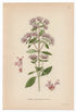 1926 Oregano, Wild Marjoram (Origanum vulgare) Lindman antique botanical print, plate 091