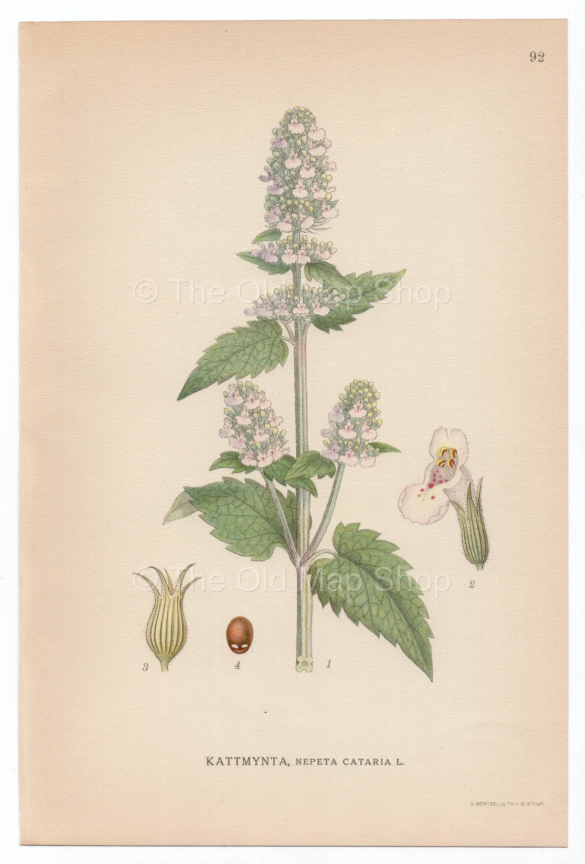 1926 Catnip, Catswort, Catmint (Nepeta cataria) Lindman antique botanical print, plate 092