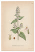 1926 Catnip, Catswort, Catmint (Nepeta cataria) Lindman antique botanical print, plate 092
