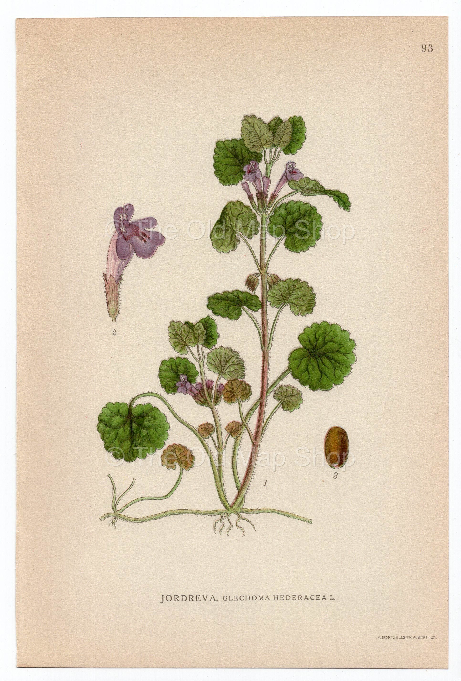1926 Ground-ivy, Catsfoot (Glechoma hederacea) Lindman antique botanical print, plate 093