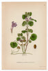 1926 Ground-ivy, Catsfoot (Glechoma hederacea) Lindman antique botanical print, plate 093