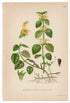 1926 Yellow Archangel, Artillery Plant (Lamium galeobdolon) Lindman antique botanical print, plate 094