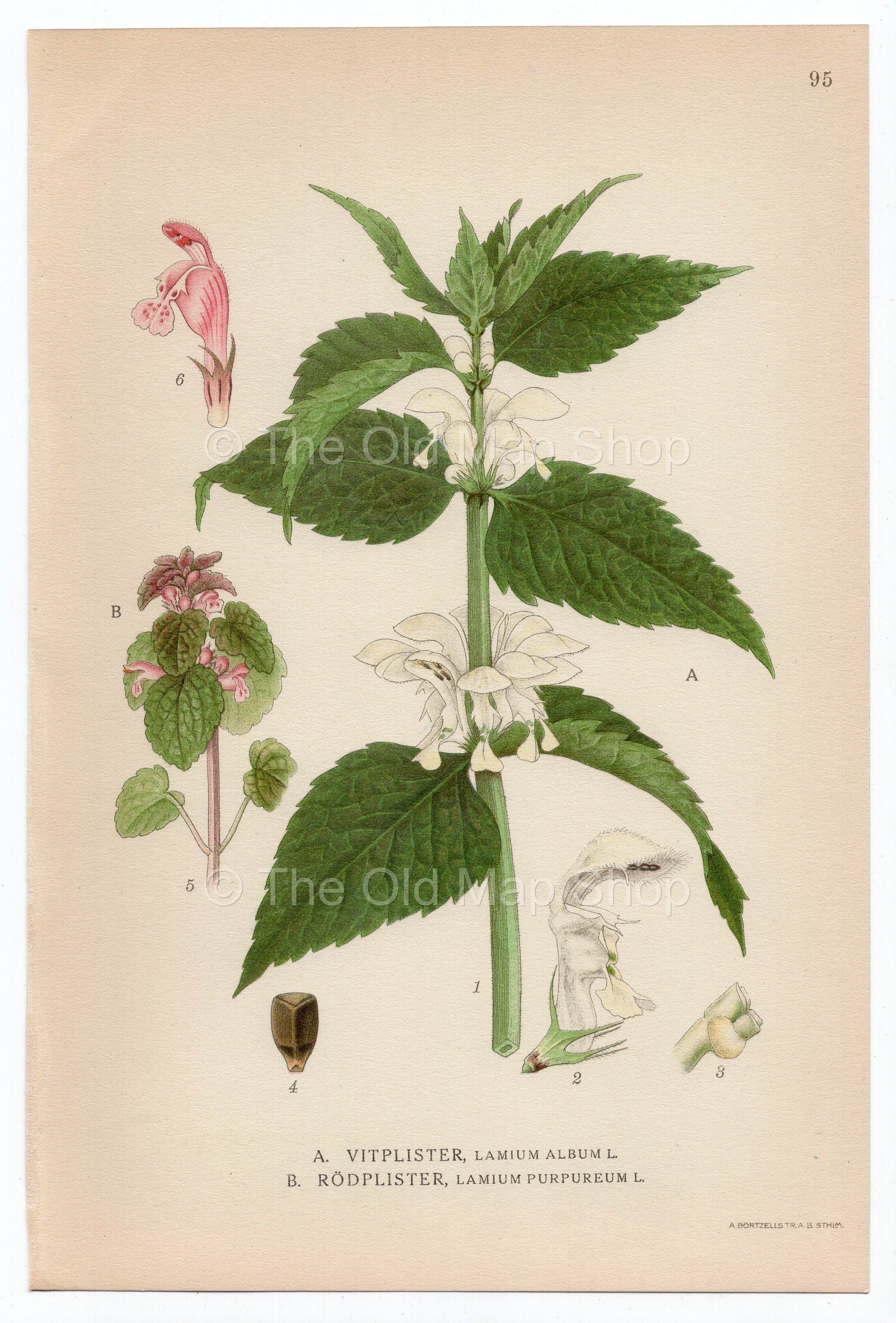 1926 White Dead-nettle & Purple Dead-nettle (Lamium Album & Purpureum) Lindman antique botanical print, plate 095