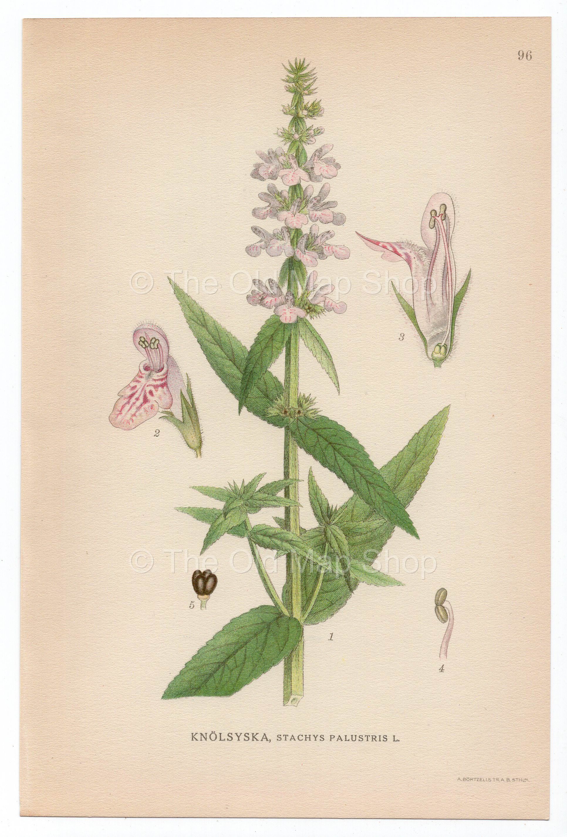 1926 Marsh Woundwort, Hedge-nettle (Stachys palustris) Lindman antique botanical print, plate 096