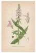 1926 Marsh Woundwort, Hedge-nettle (Stachys palustris) Lindman antique botanical print, plate 096