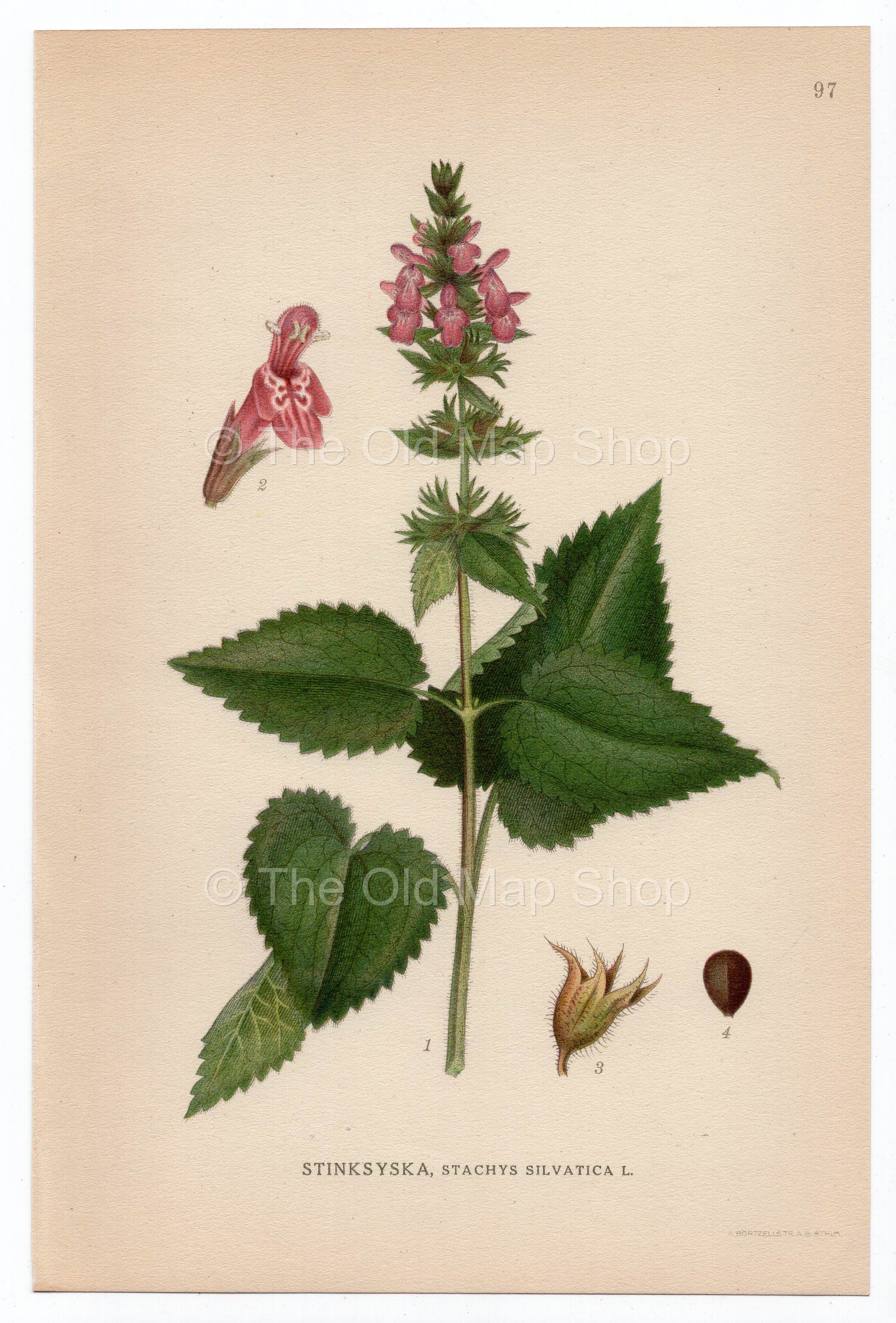 1926 Hedge Woundwort, Whitespot (Stachys sylvatica) Lindman antique botanical print, plate 097