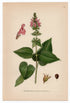 1926 Hedge Woundwort, Whitespot (Stachys sylvatica) Lindman antique botanical print, plate 097