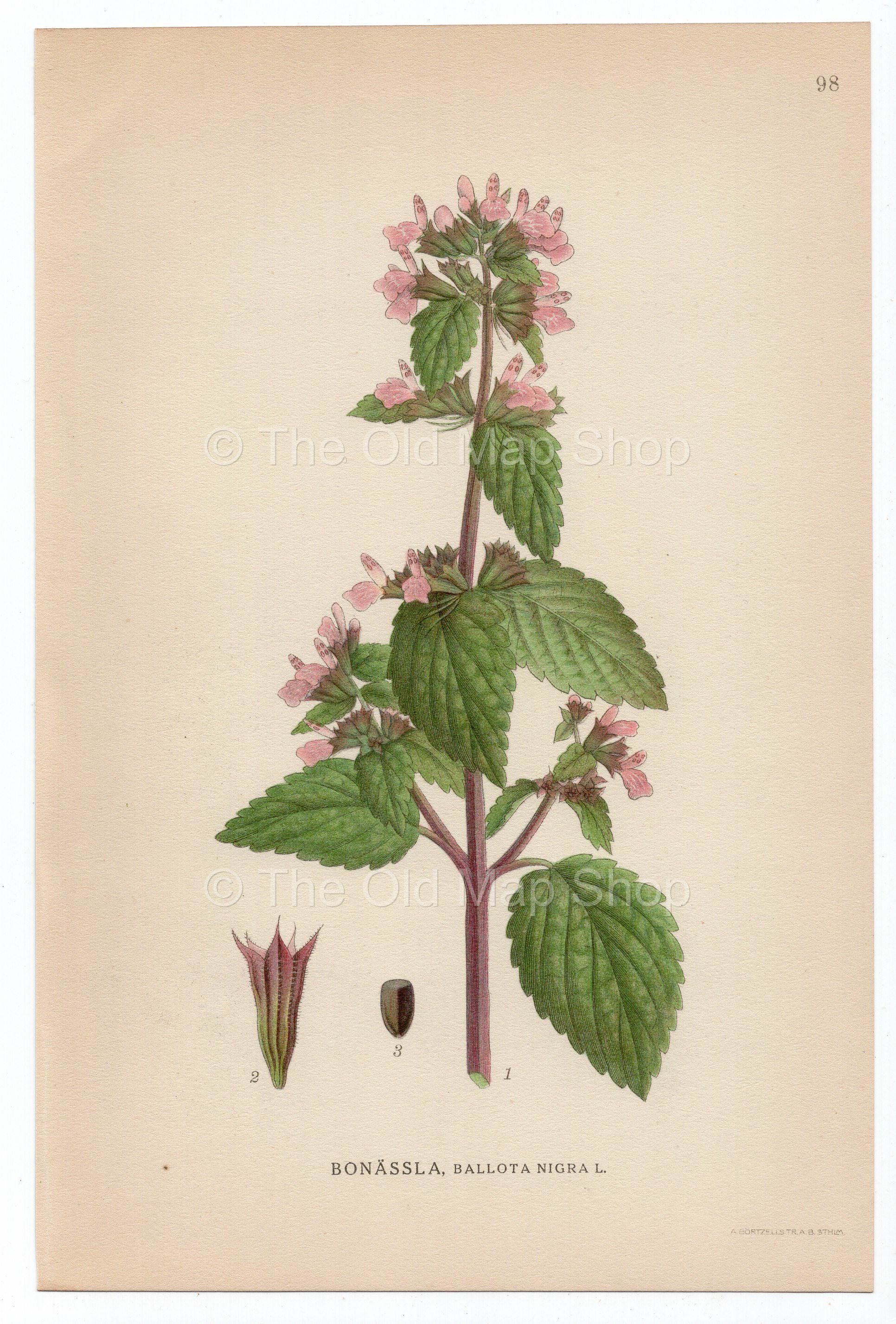1926 Black Horehound (Ballota nigra) Lindman antique botanical print, plate 098
