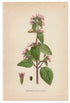 1926 Black Horehound (Ballota nigra) Lindman antique botanical print, plate 098