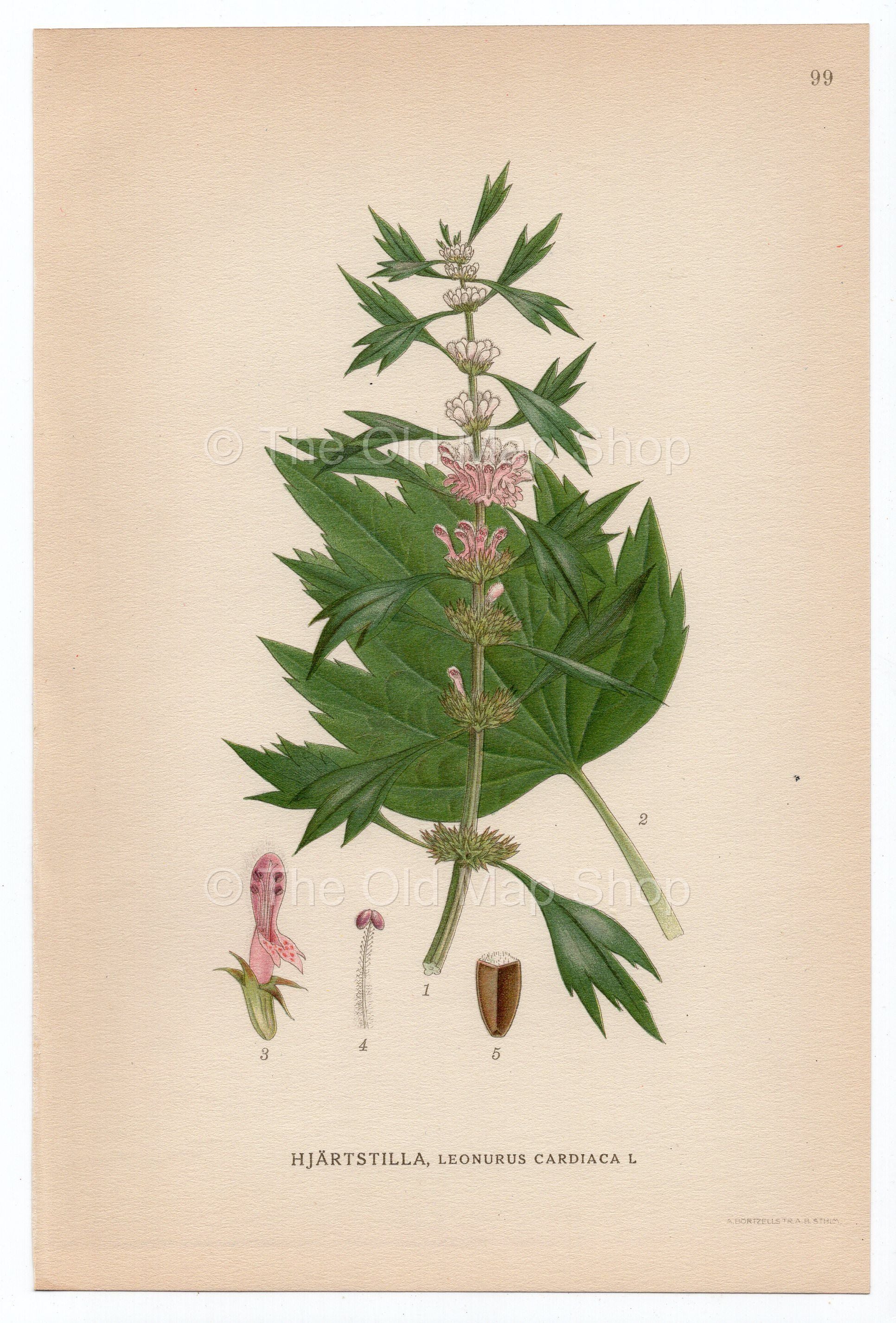 1926 Motherwort (Leonurus cardiaca) Lindman antique botanical print, plate 099