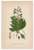1926 Motherwort (Leonurus cardiaca) Lindman antique botanical print, plate 099