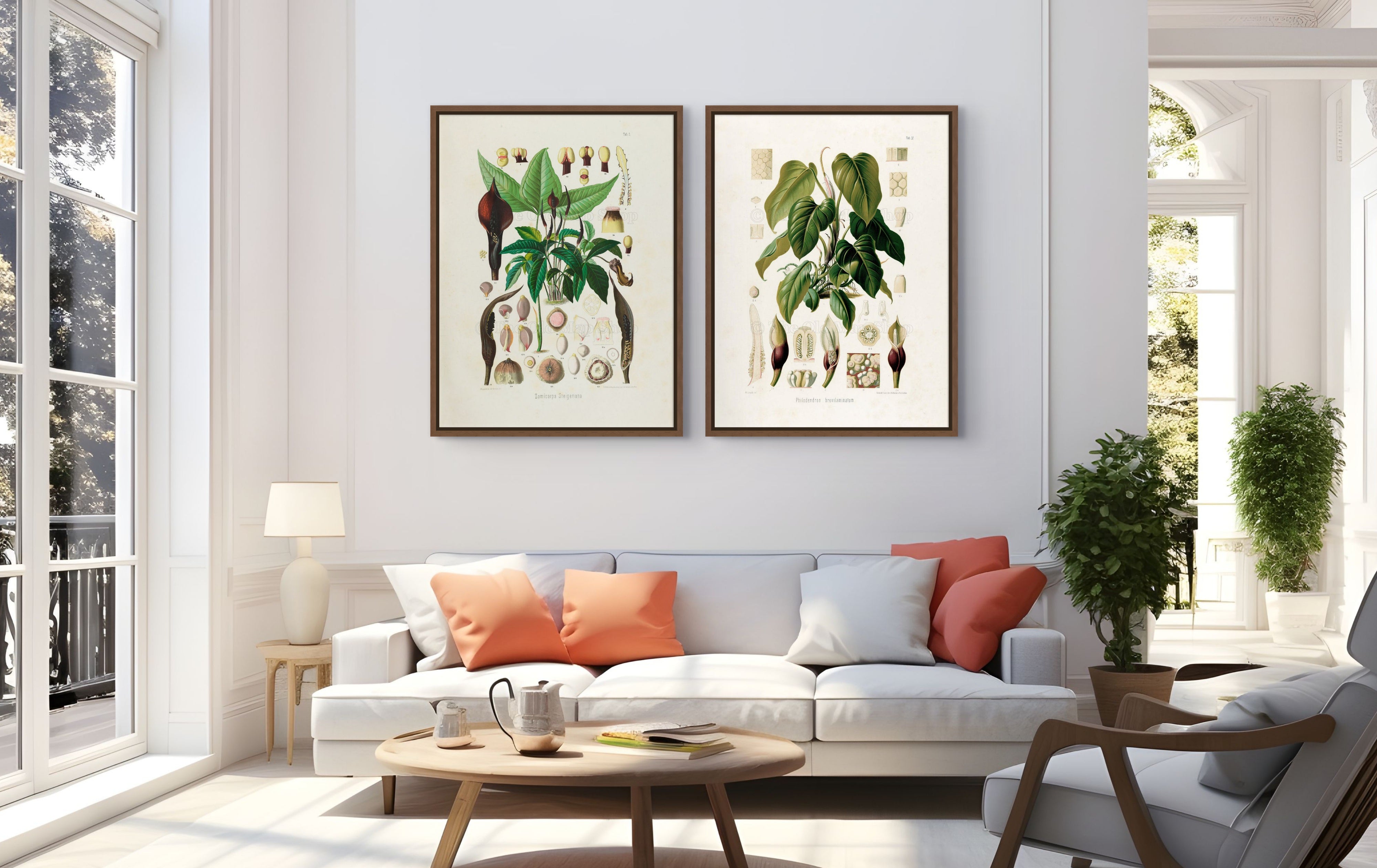 Two framed antique botanical prints from Heinrich Wilhelm Schott's 1879 Aroideae Maximilianae collection displayed above a white sofa with terracotta cushions in a bright, sunlit living room with timber furniture and indoor greenery.
