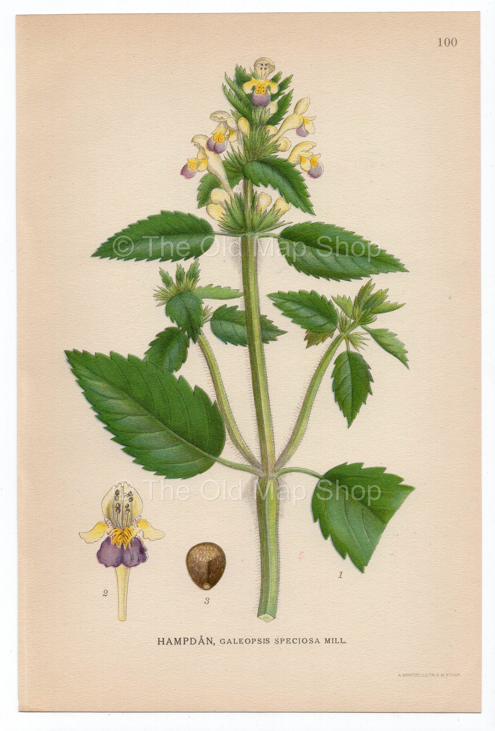1926 Large-flowered Hemp-nettle (Galeopsis speciosa) Lindman antique botanical print, plate 100