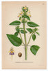 1926 Large-flowered Hemp-nettle (Galeopsis speciosa) Lindman antique botanical print, plate 100