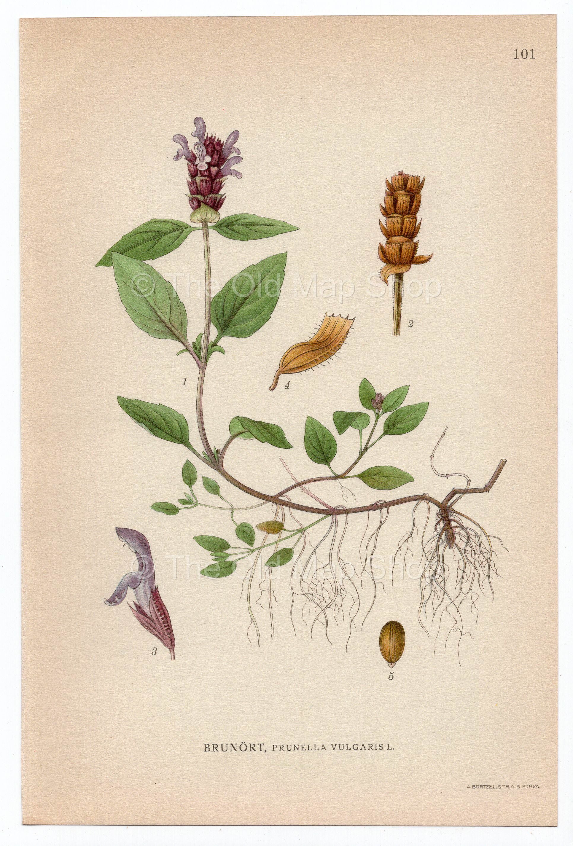1926 Common Self-heal, Heal-all (Prunella vulgaris) Lindman antique botanical print, plate 101