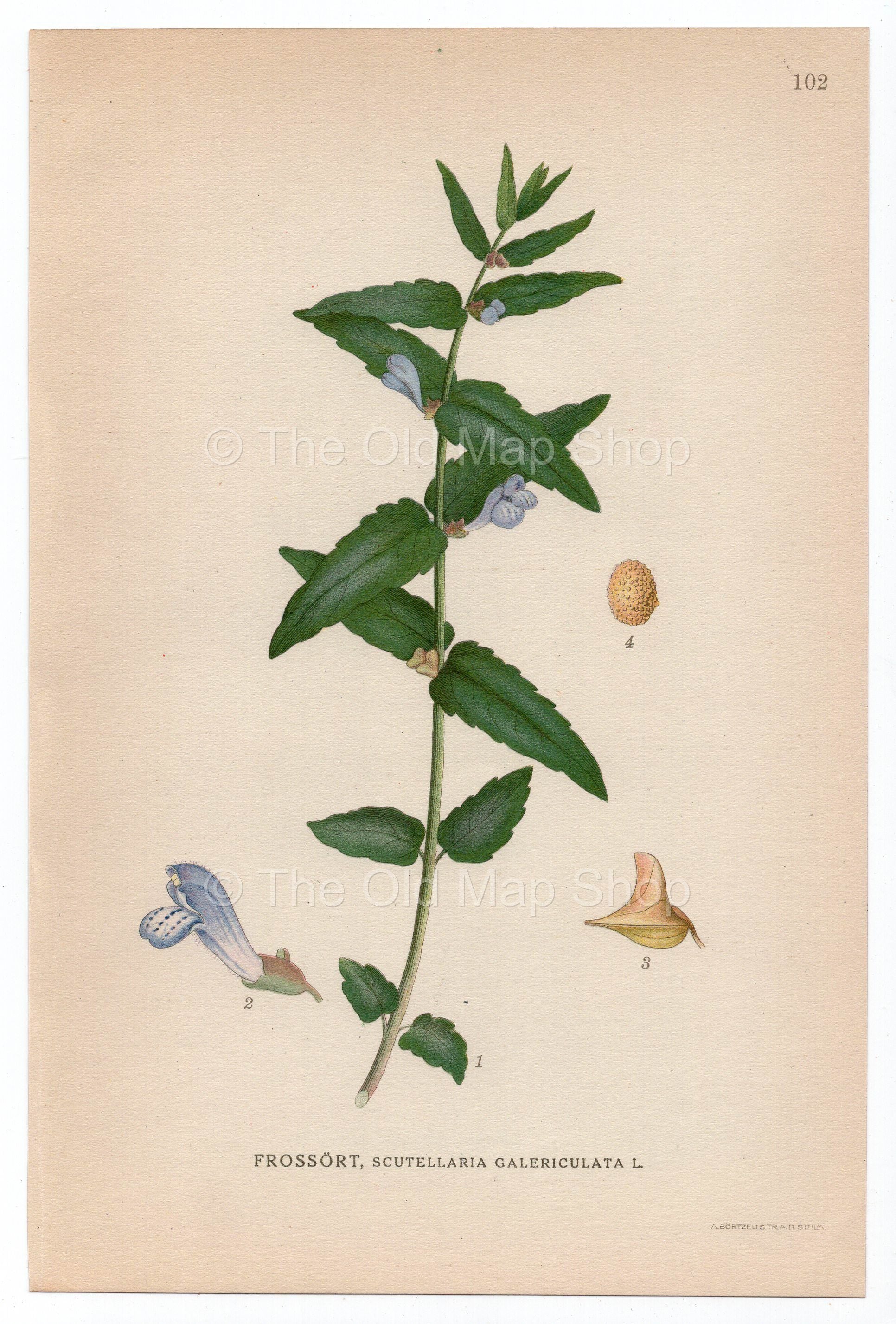 1926 Common Skullcap, Marsh Skullcap (Scutellaria Galericulata) Lindman antique botanical print, plate 102
