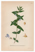 1926 Common Skullcap, Marsh Skullcap (Scutellaria Galericulata) Lindman antique botanical print, plate 102