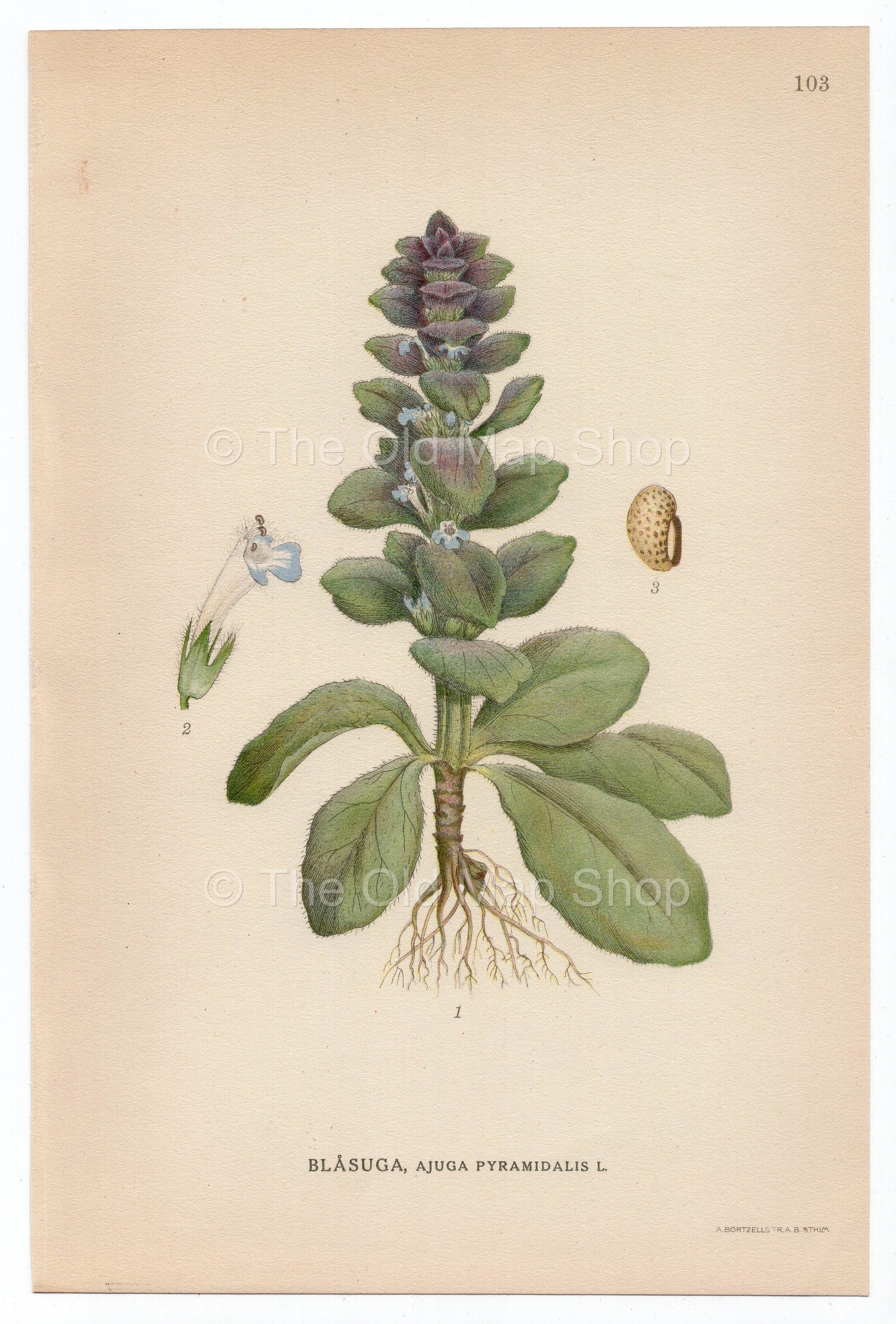 1926 Pyramidal Bugle (Ajuga pyramidalis) Lindman antique botanical print, plate 103