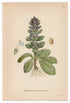 1926 Pyramidal Bugle (Ajuga pyramidalis) Lindman antique botanical print, plate 103