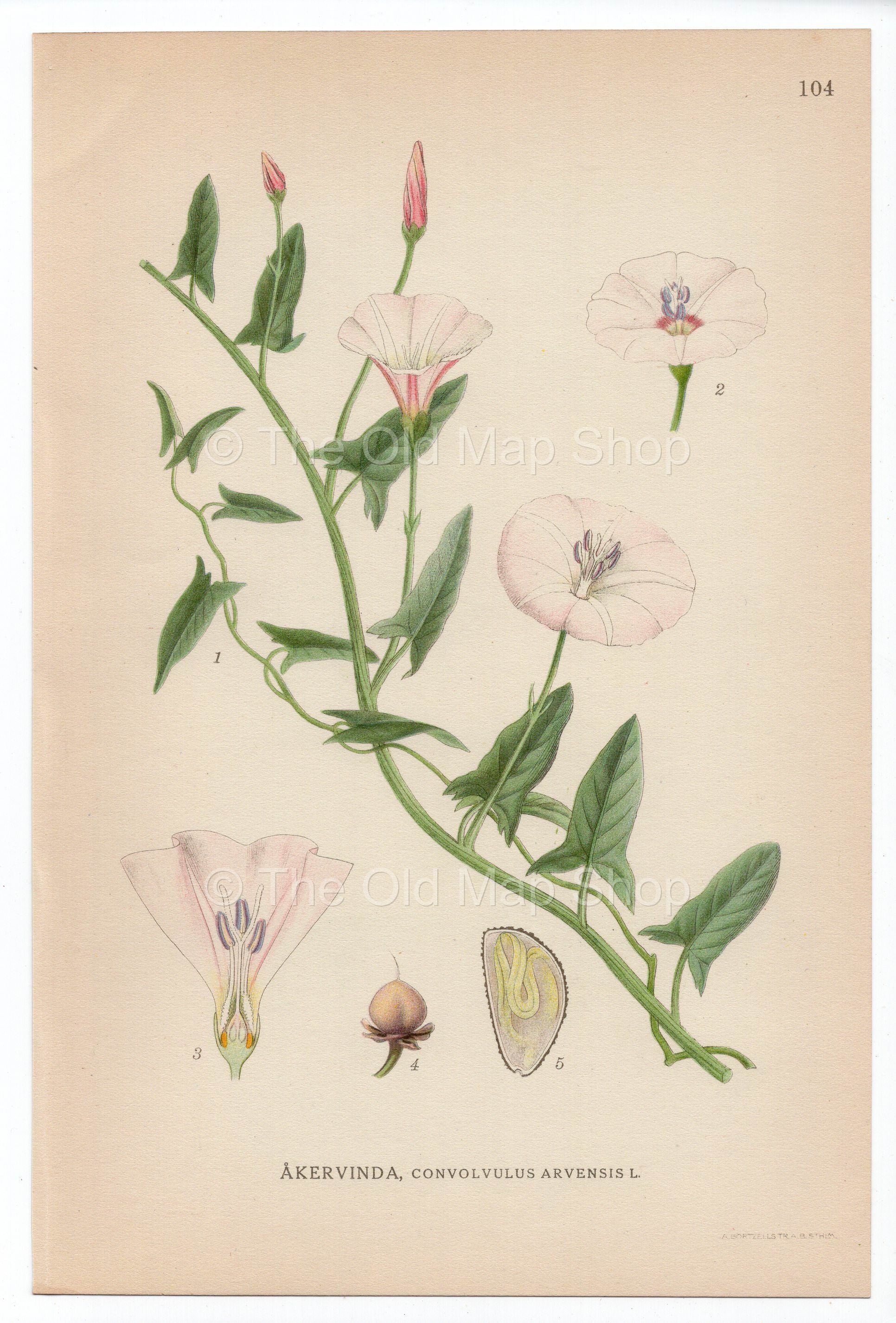 1926 Field Bindweed (Convolvulus arvensis) Lindman antique botanical print, plate 104