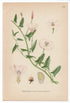 1926 Field Bindweed (Convolvulus arvensis) Lindman antique botanical print, plate 104