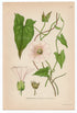 1926 Hedge Bindweed, Rutland Beauty, Bugle Vine (Convolvulus Sepium) Lindman antique botanical print, plate 105