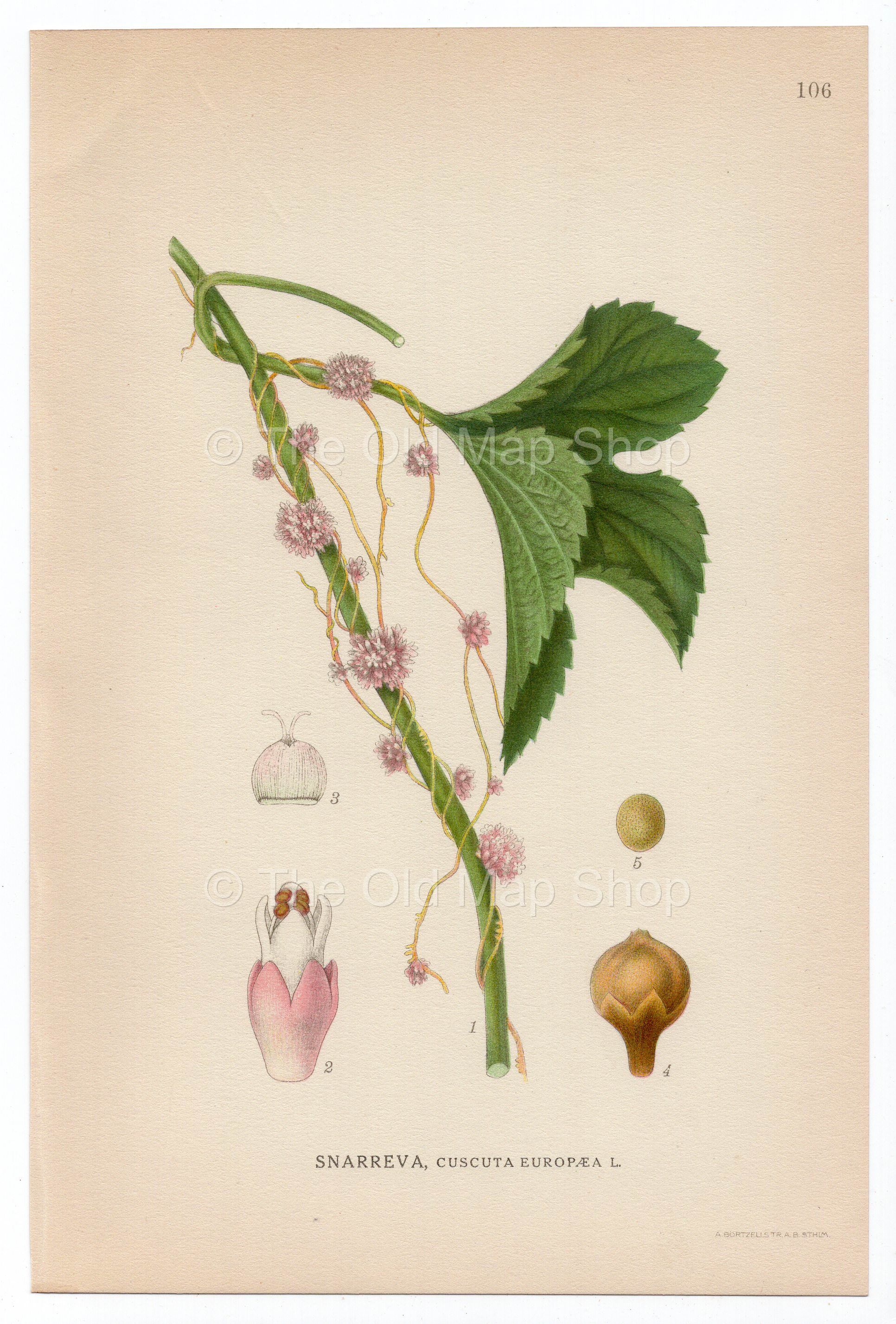1926 Greater Dodder, European Dodder (Cuscuta europaea) Lindman antique botanical print, plate 106