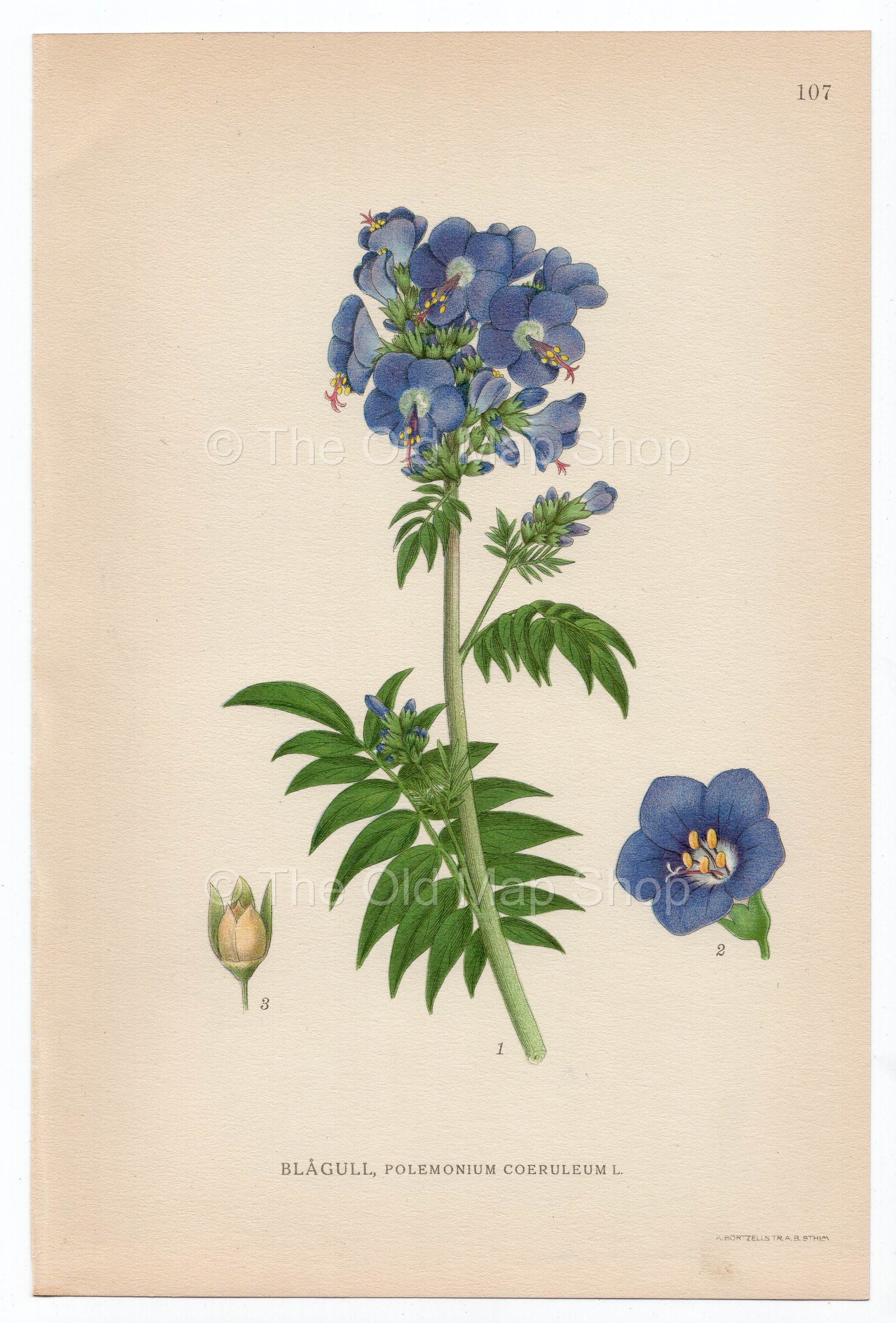 1926 Jacob's-ladder, Greek Valerian (Polemonium Coeruleum, Caeruleum) Lindman antique botanical print, plate 107