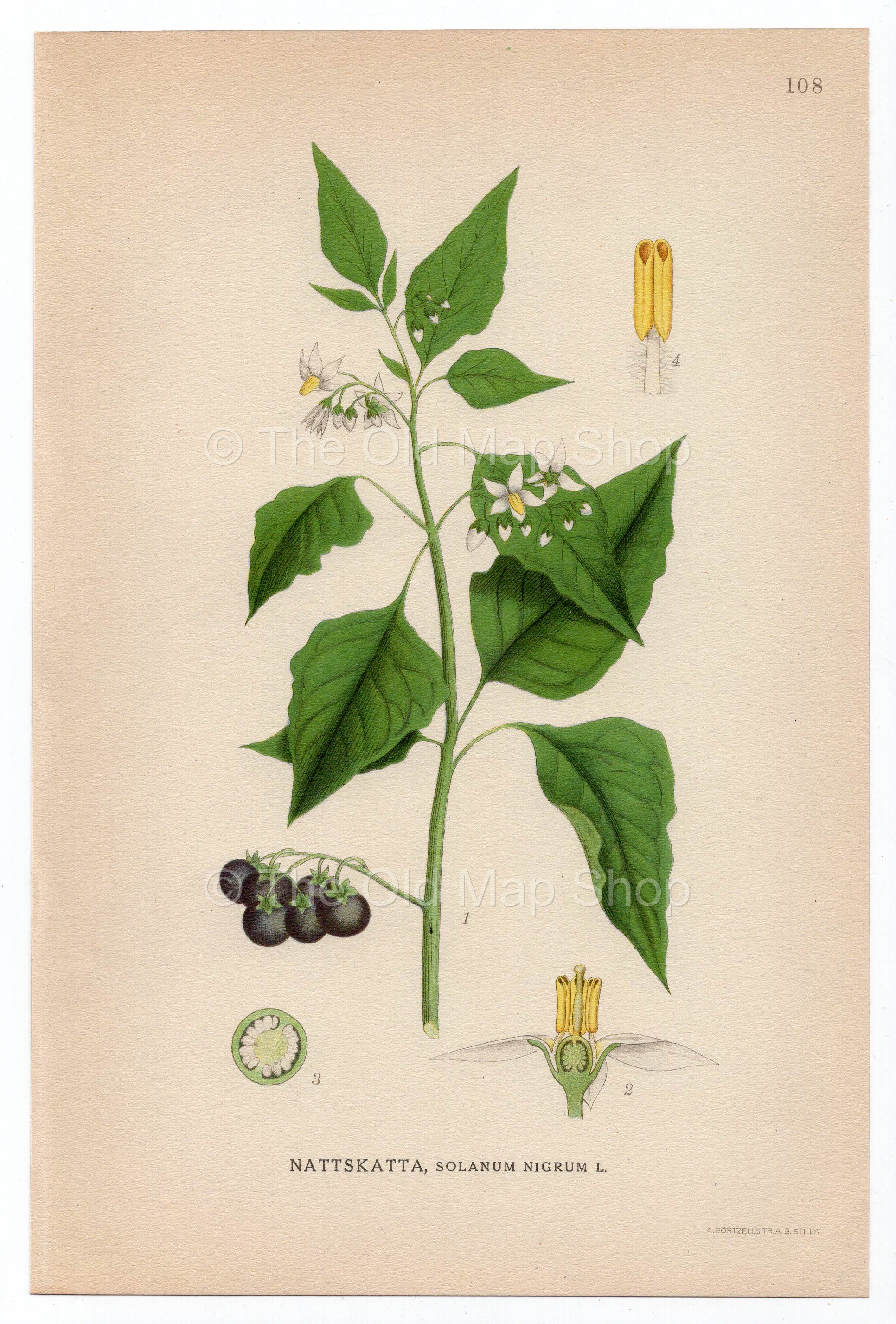 1926 European Black Nightshade (Solanum nigram) Lindman antique botanical print, plate 108