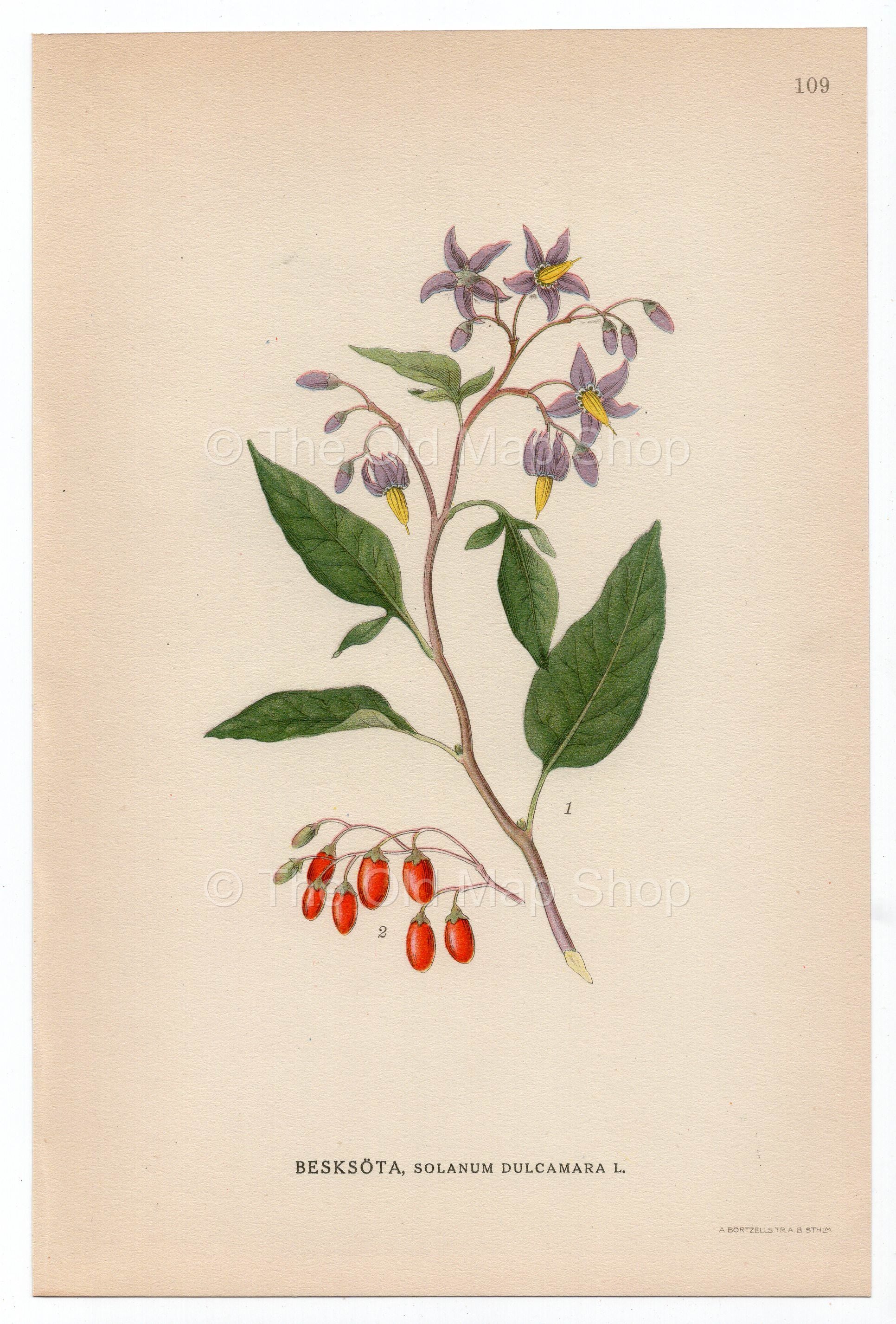 1926 Bittersweet Nightshade, Blue Bindweed (Solanum dulcamara) Lindman antique botanical print, plate 109