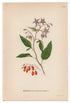 1926 Bittersweet Nightshade, Blue Bindweed (Solanum dulcamara) Lindman antique botanical print, plate 109