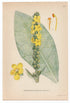 1926 Great Mullein, Common Mullein (Verbascum thapsus) Lindman antique botanical print, plate 111
