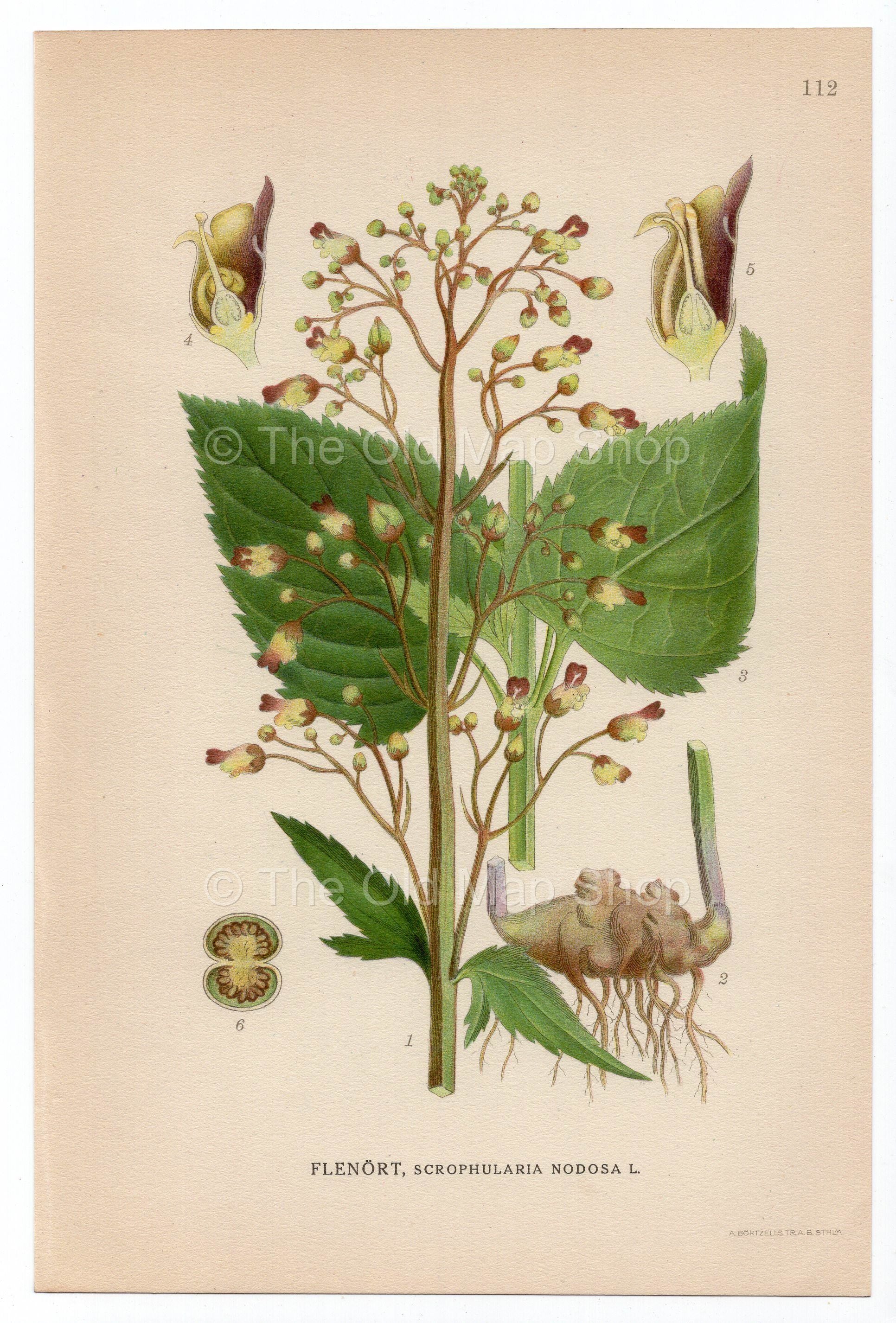 1926 Great Mullein, Common Mullein (Scrophularia nodosa) Lindman antique botanical print, plate 112