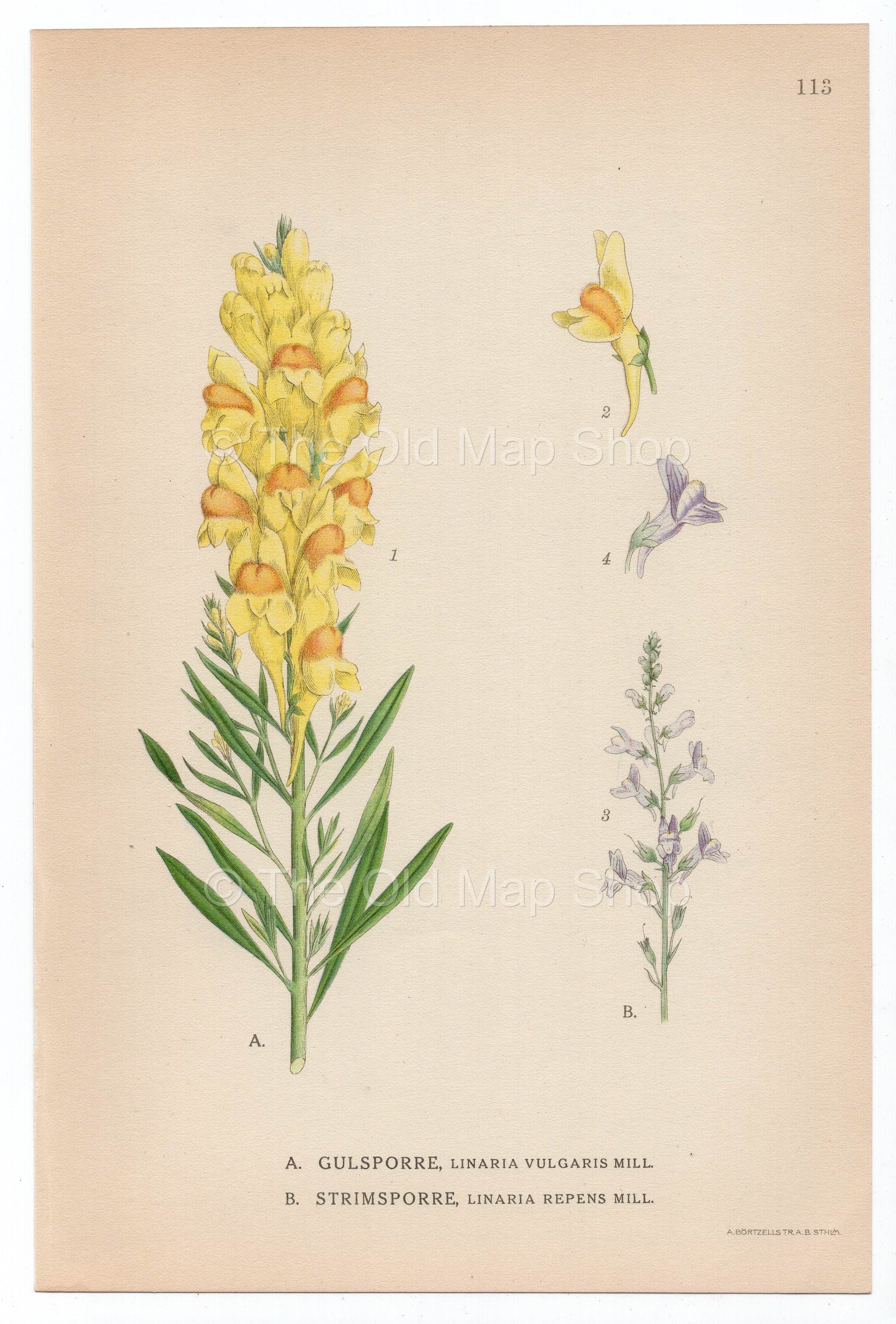 1926 Yellow Toadflax, Pale Toadflax (Linaria vulgaris, Linaria repens) Lindman antique botanical print, plate 113