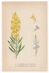 1926 Yellow Toadflax, Pale Toadflax (Linaria vulgaris, Linaria repens) Lindman antique botanical print, plate 113