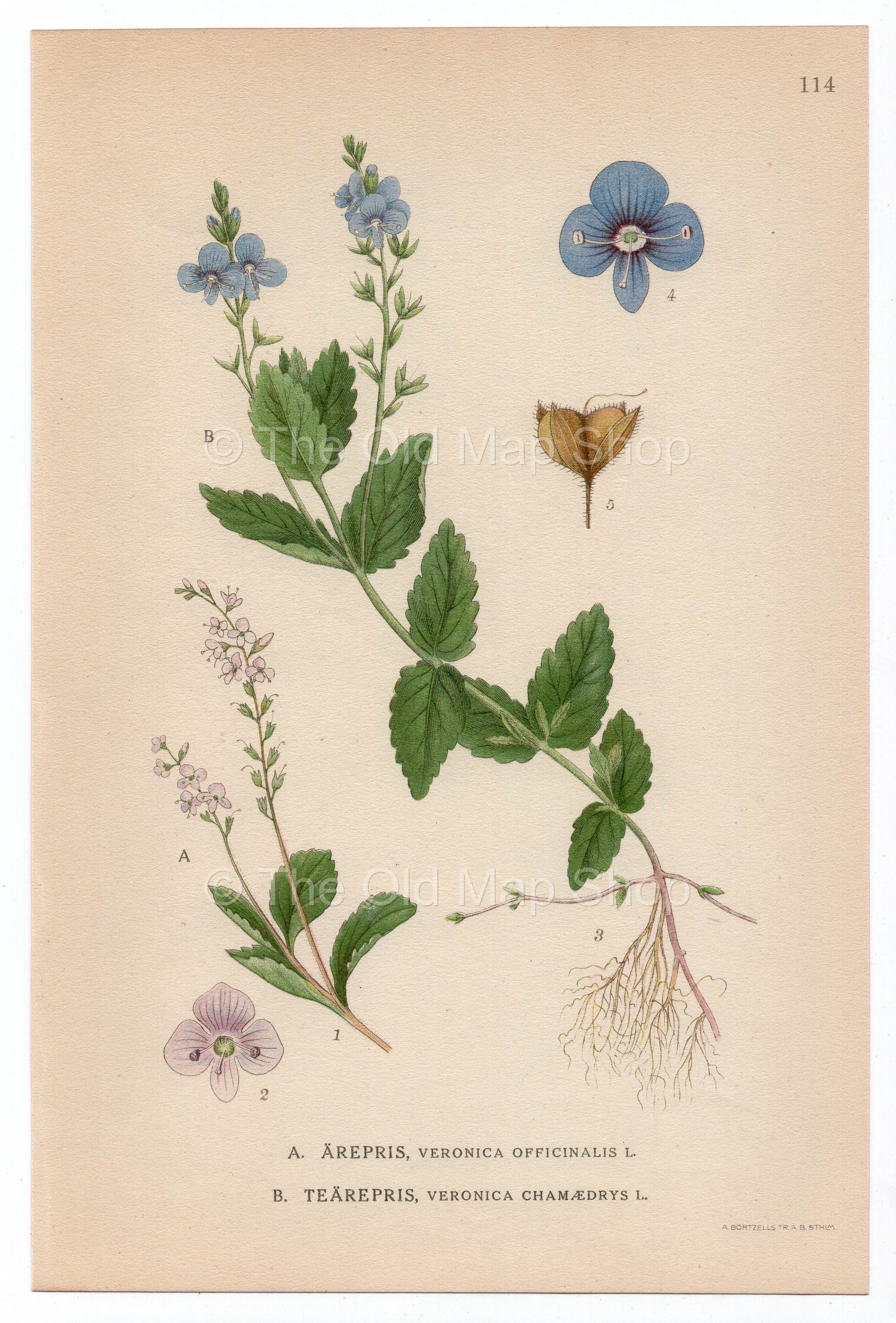 1926 Heath Speedwell, Bird's-eye Speedwell (Veronica Officinalis, Veronica Chamaedrys) Lindman antique botanical print, plate 114