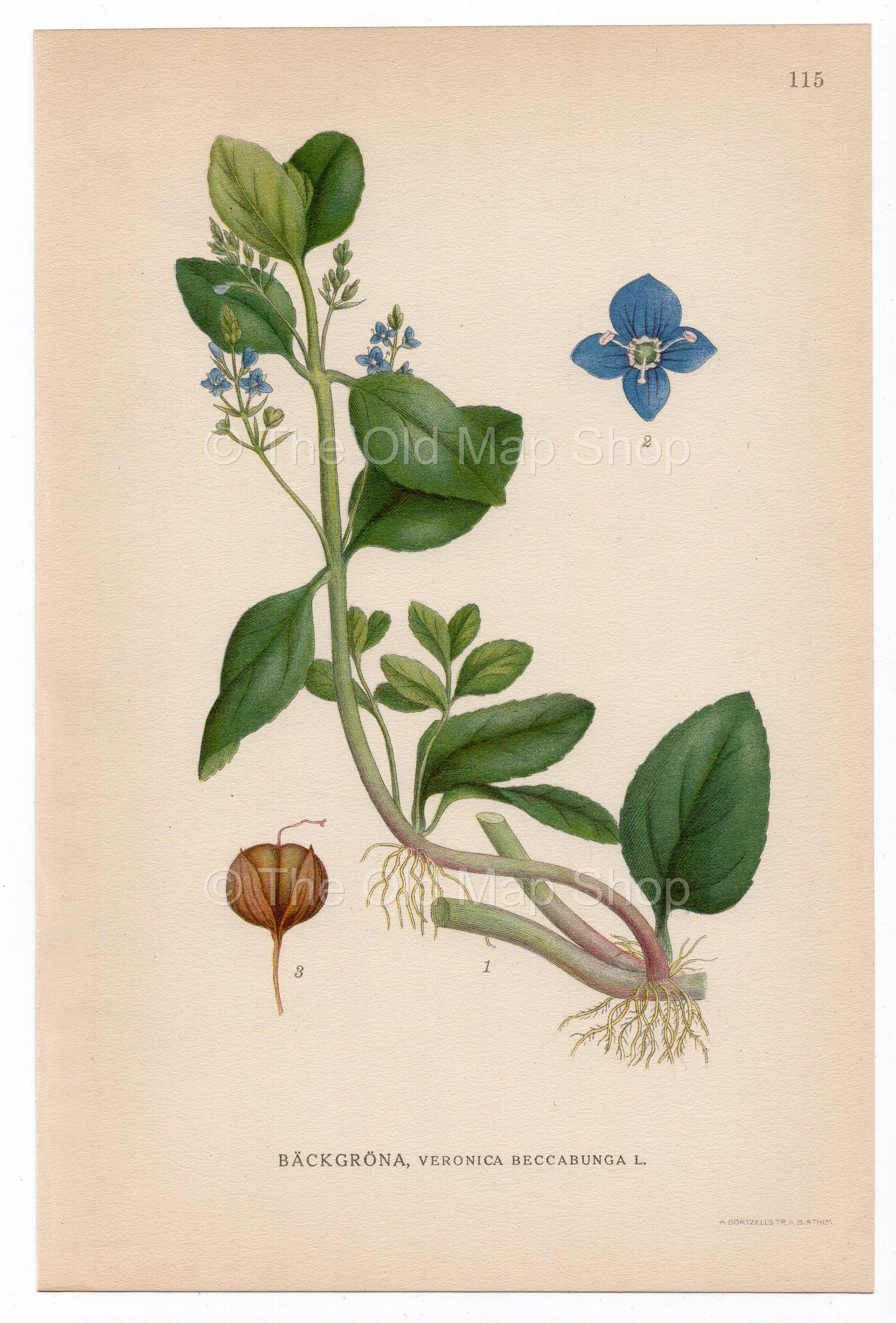 1926 European Speedwell (Veronica beccabunga) Lindman antique botanical print, plate 115