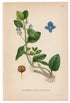 1926 European Speedwell (Veronica beccabunga) Lindman antique botanical print, plate 115